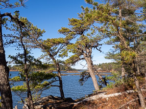 Pinus rigida (pitch pine)