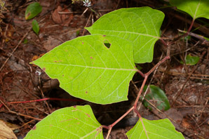 Polygonum cuspidatum (Japanese knotweed, Mexican bamboo)