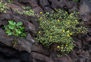 Portulaca howellii (Howell’s purslane)