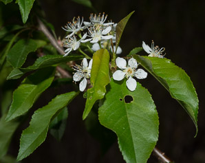 Prunus pensylvanica (bird cherry, fire cherry, pin cherry)
