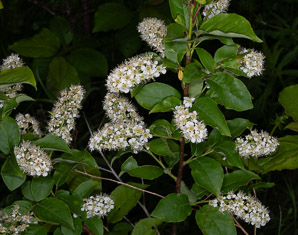 Prunus virginiana (common chokecherry, chokecherry)