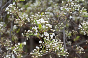 Pyrus calleryana (ornamental pear, Bradford pear, Callery pear)