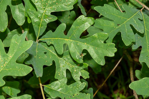 Quercus alba (Eastern white oak, white oak)