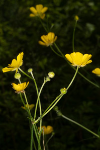 Ranunculus acris (buttercup, tall buttercup, meadow buttercup, common buttercup)