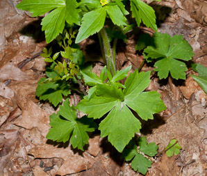 Ranunculus recurvatus (hooked crowfoot, hooked buttercup, blisterwort)