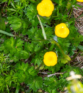 Ranunculus repens (creeping buttercup)