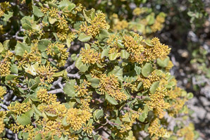 Rhamnus crocea (redberry buckthorn)