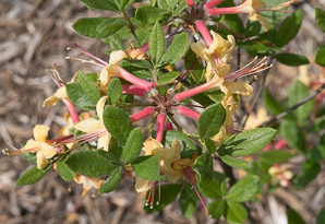 Rhododendron calendulaceum (flame azalea)