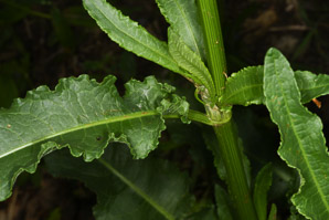 Rumex crispus (curly dock, wild rhubarb)