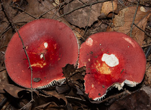 Russula rosacea