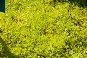 Sagina subulata (scotch moss)