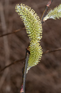 Salix cinerea (gray willow, large gray willow)