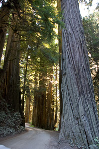 Sequoia sempervirens (coast redwood, giant sequoia, giant redwood, California redwood)