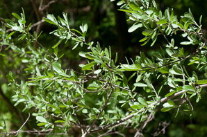 Shepherdia argentea (silver buffaloberry)