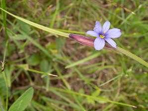 Sisyrinchium mucronatum (blue-eyed grass, needle-tipped blue-eyed-grass, needletip blue-eyed grass)