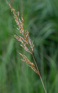 Sorghastrum nutans (Indian grass, indiangrass)