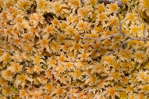 Sphagnum magellanicum (Magellanic bogmoss)