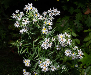 Symphyotrichum lanceolatum (panicled aster, Eastern lined aster, tall white aster, lance-leaf aster, narrow-leaf michaelmas daisy, white-panicle aster, white panicle aster)