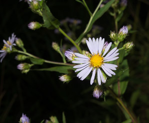 Symphyotrichum puniceum (purple-stemmed aster, red-stem aster, swamp aster, purplestem aster)