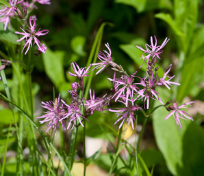 Tetraneuris herbacea (lakeside daisy)