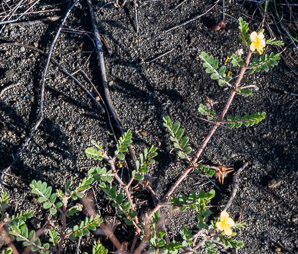 Tribulus terrestris (puncture vine, goat’s-head, bindii, bullhead, burra gokharu, bhakhdi, caltrop, small caltrops, cat’s-head, devil’s eyelashes, devil’s-thorn, devil’s-weed, puncturevine, tackweed)