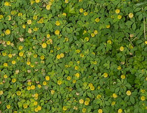 Trifolium campestre (low hop clover, hop trefoil, field clover)