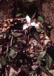 Trillium undulatum (painted trillium)