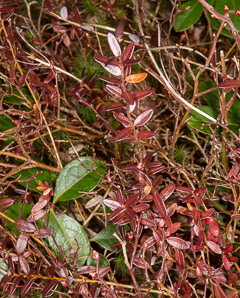 Vaccinium macrocarpon (American cranberry, cranberry, large cranberry)