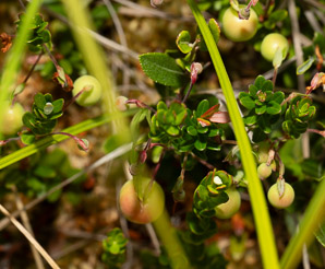 Vaccinium macrocarpon (American cranberry, cranberry, large cranberry)