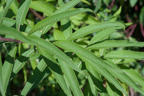 Vernonia noveboracensis (ironweed)