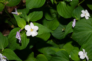 Viola canadensis (Canadian white violet)