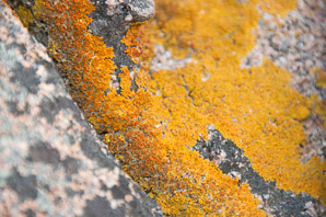 Xanthoria elegans (elegant sunburst lichen, sunburst lichen, elegant orange wall lichen)