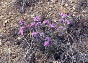 Abronia villosa (desert sand verbena)