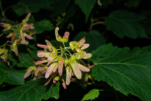 Acer spicatum (mountain maple)