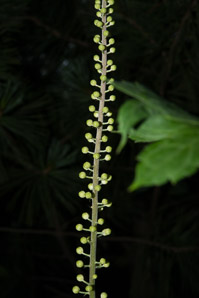 Actaea racemosa (black snakeroot, black baneberry, black bugbane, black cohosh, fairy candle)