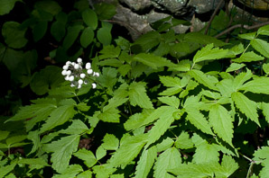 Actaea rubra (white-fruited red baneberry)