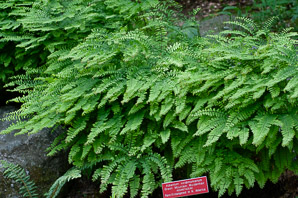Adiantum viridimontanum (green mountain maidenhair)