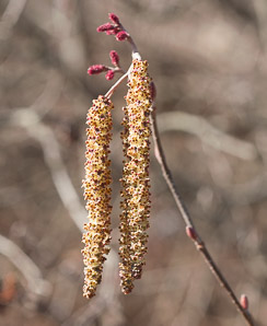 Alnus viridis (green alder, mountain alder, Sitka alder, Siberian alder)
