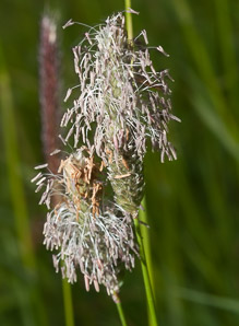 Alopecurus pratensis (meadow foxtail, field meadow-foxtail)