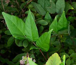 Apios americana (potato bean, groundnut, hopniss, Indian potato, bog potato, Virginia potato, wild potato, wild sweet potato)