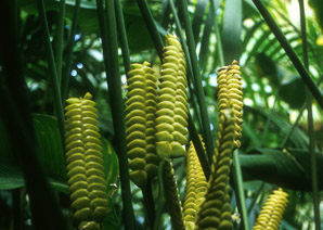 Calathea crotalifera (rattlesnake plant)