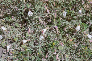 Camissonia californica (California evening primrose)