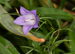 Campanula rotundifolia (bluebell, harebell, bluebell bellflower)