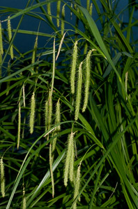 Carex crinita (drooping sedge, long-haired sedge, fringed sedge)