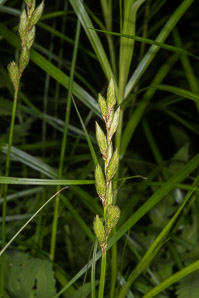 Carex muskingumensis (palm sedge)