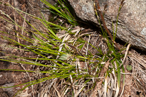 Carex pensylvanica (Pennsylvania sedge, Penn sedge, early sedge, common oak sedge, yellow sedge)