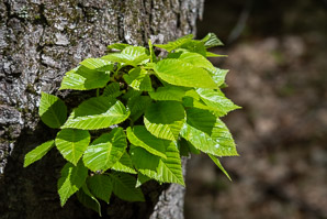 Carpinus caroliniana (American hornbeam, ironwood, musclewood)