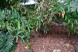 Ceratozamia hildae (bamboo cycad)