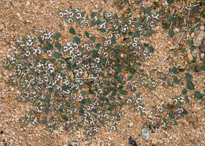 Chamaesyce albomarginata (whitemargin sandmat)