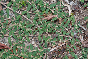 Chamaesyce maculata (prostrate spurge, spotted sandmat, spotted spurge, milk purslane)
